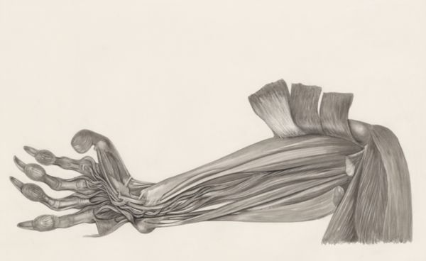 H.G Wetselaar, Muscular tissue of an animal arm