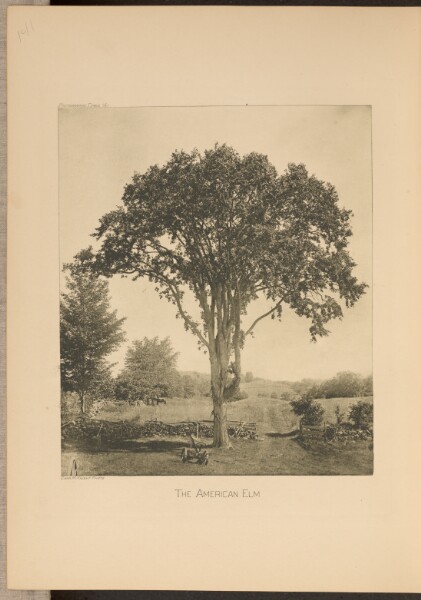 Charles M. Knight, The American Elm