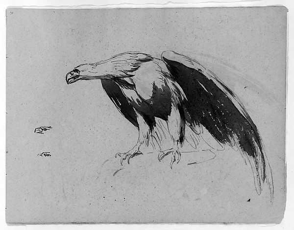 Thomas Sully, Eagle (from Sketchbook)