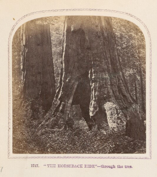 Thomas Houseworth, "The Horseback Ride" — Through the Tree