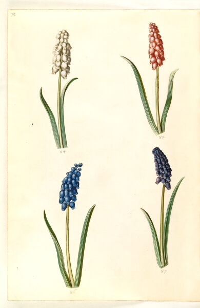 Hans Simon Holtzbecker, Muscari botryoides (almindelig perlehyacint)