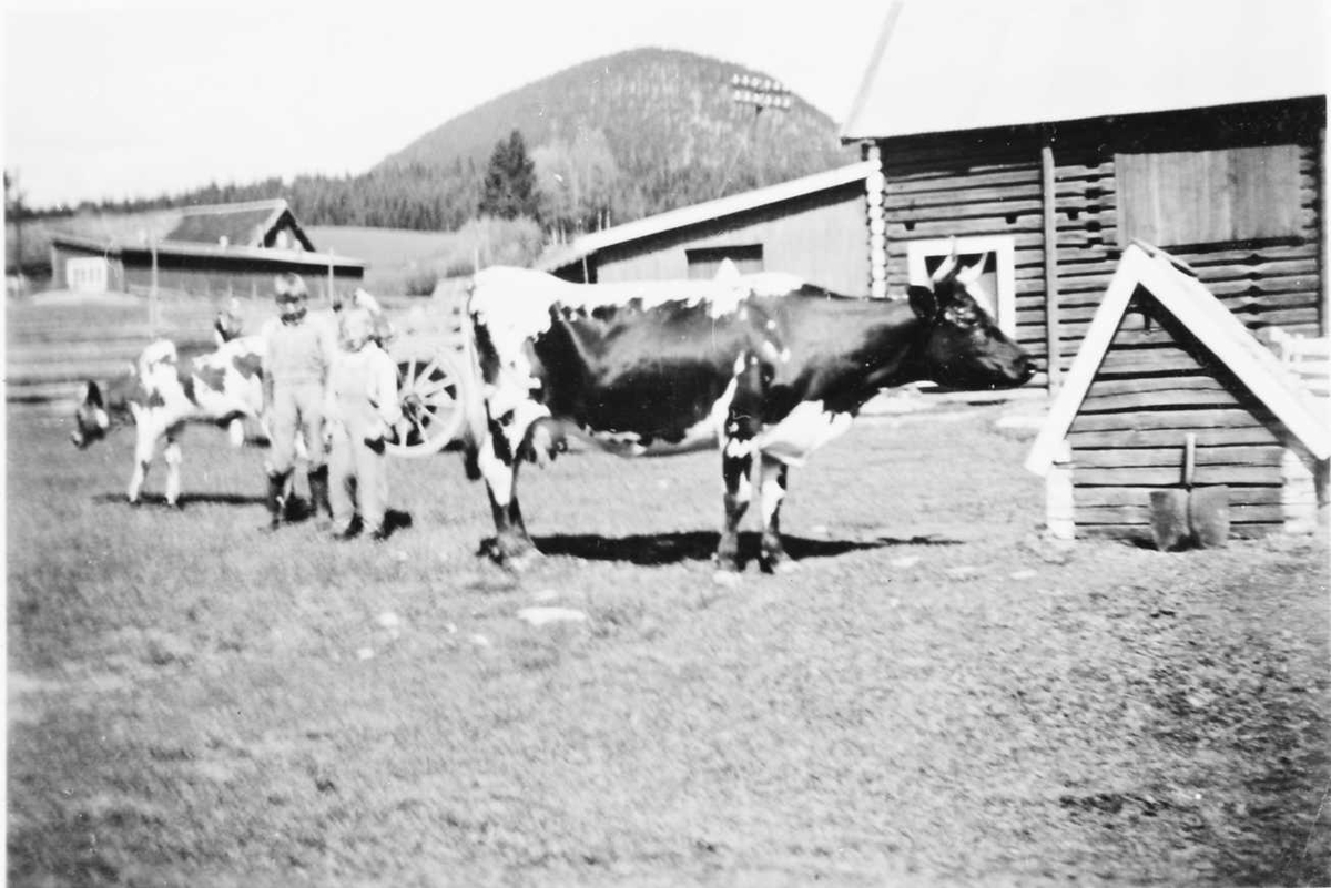 Rachel Haarseth, Kyr, personer, fjøs.