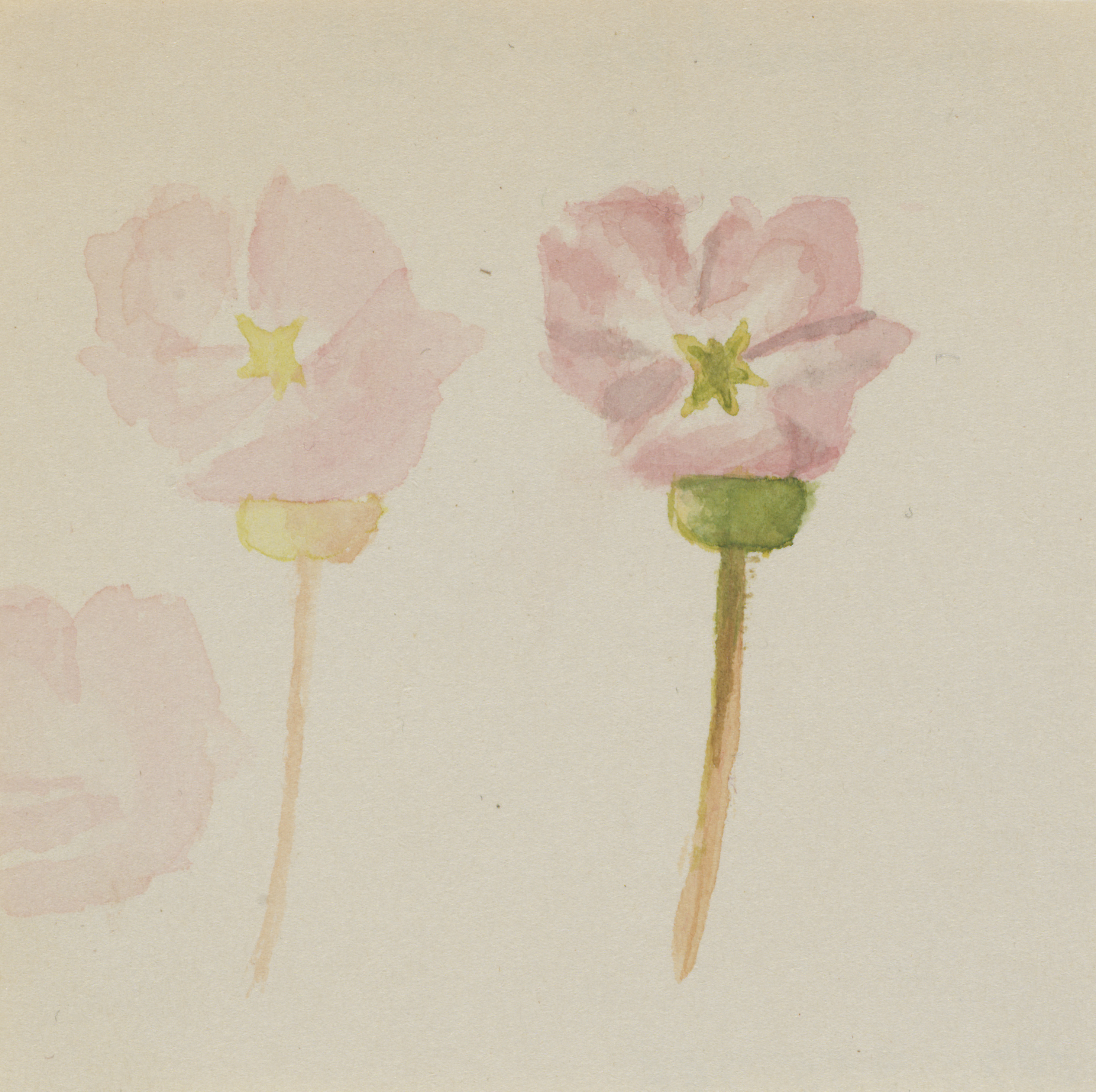 Mary Vaux Walcott, "My First Painting"