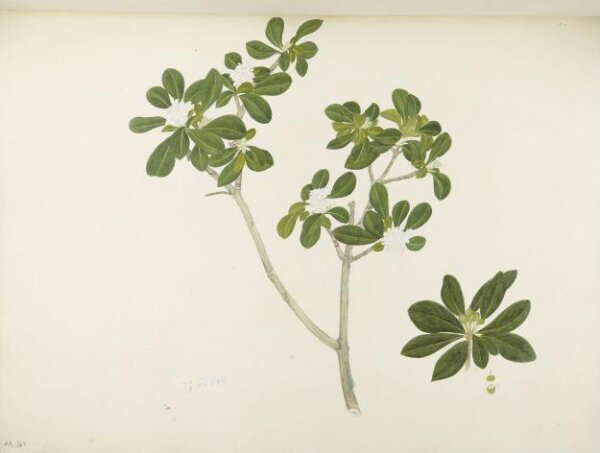 unknown, Flowers and Fruits