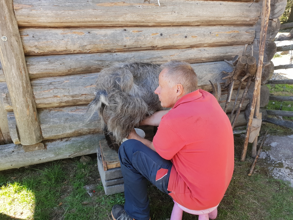 Jennie Tiderman-Österberg, Hans-Olov Backlund handmjölkar get. Nysjöns fäbodar, Svärdsjö, 2018.