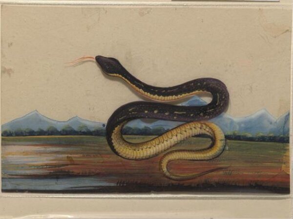 Unknown, One of six drawings of snakes, poised against a landscape with hills.