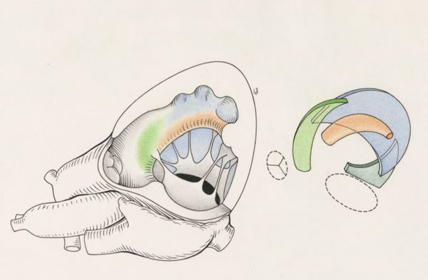 J Tinkelenberg, Schematic representation of the heart and circulatory system
