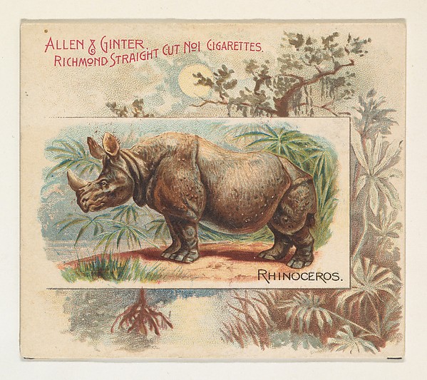 Allen & Ginter, Rhinoceros, from Quadrupeds series (N41) for Allen & Ginter Cigarettes