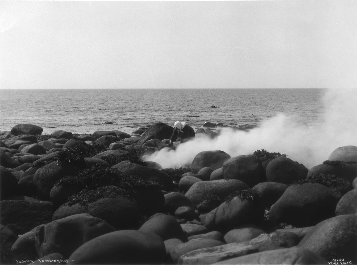 Anders Beer Wilse, Prot: Tarebrenning 1908