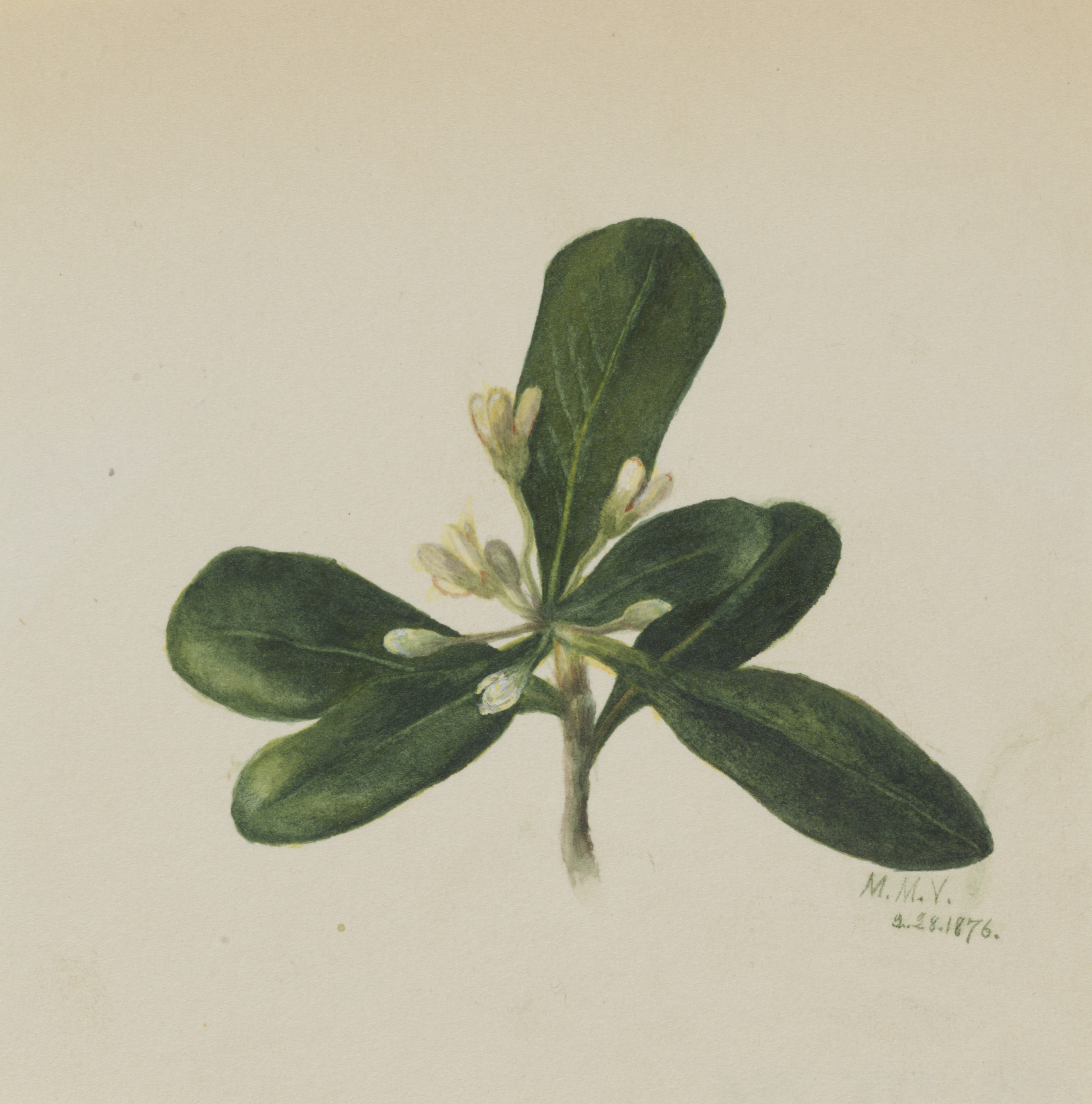 Mary Vaux Walcott, (Untitled--Flower Study)
