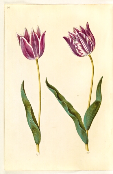 Hans Simon Holtzbecker, Tulipa gesneriana (have-tulipan)