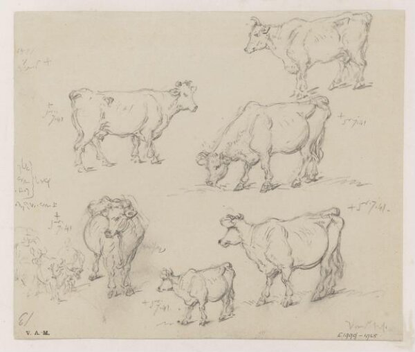 George Chinnery, Drawings of cattle