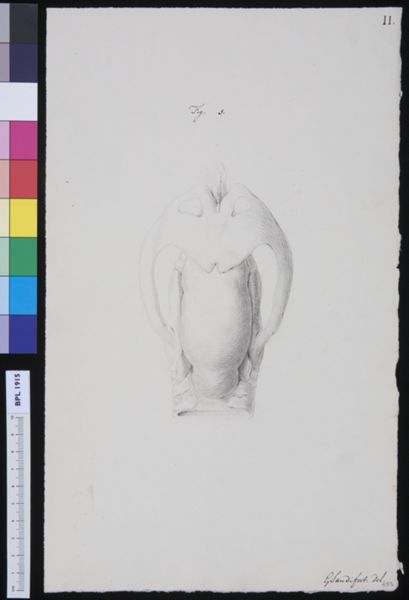Gerard Sandifort, Muscles of the throat
