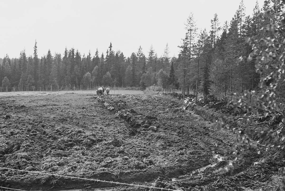 Anders Beer Wilse, Prot: Ny brytning av myrjord