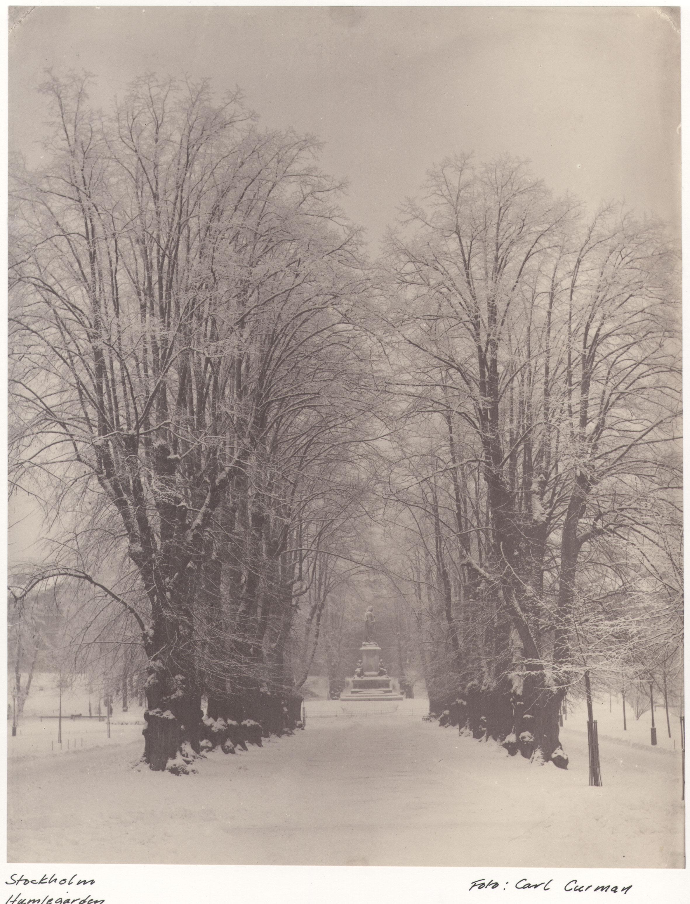 Carl Curman, Humlegården