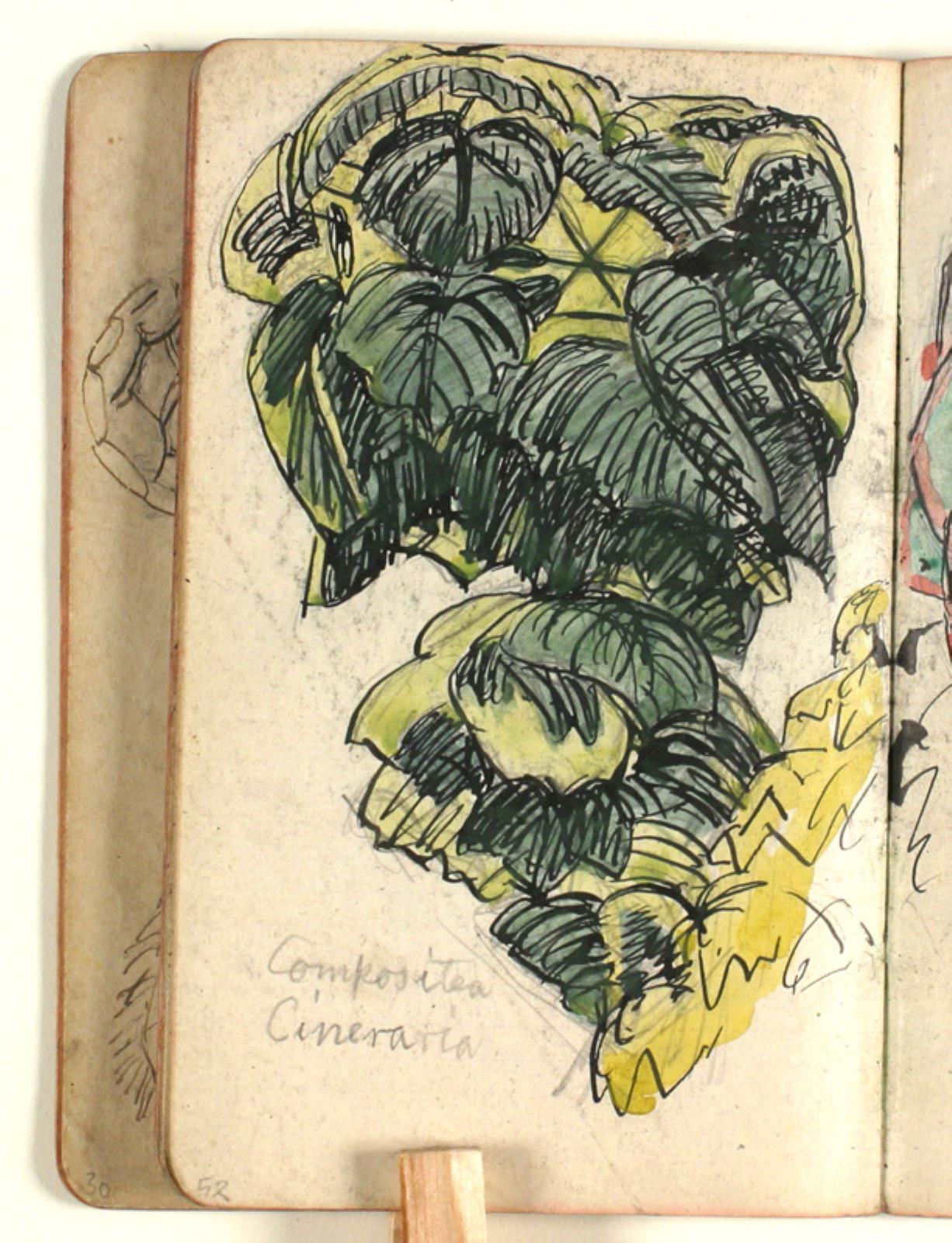 Niels Larsen Stevns, Plantestudie