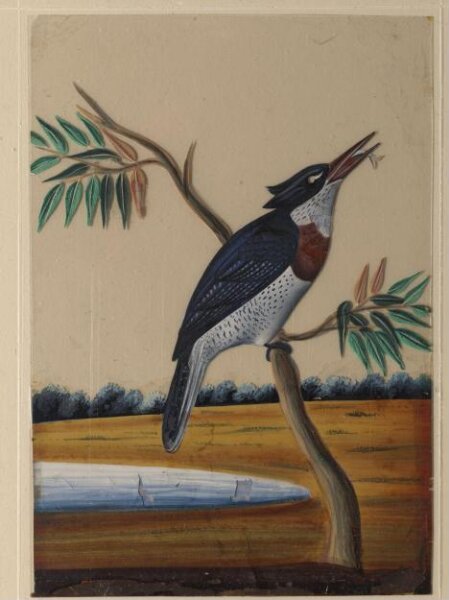 Unknown, One of nine drawings of birds.