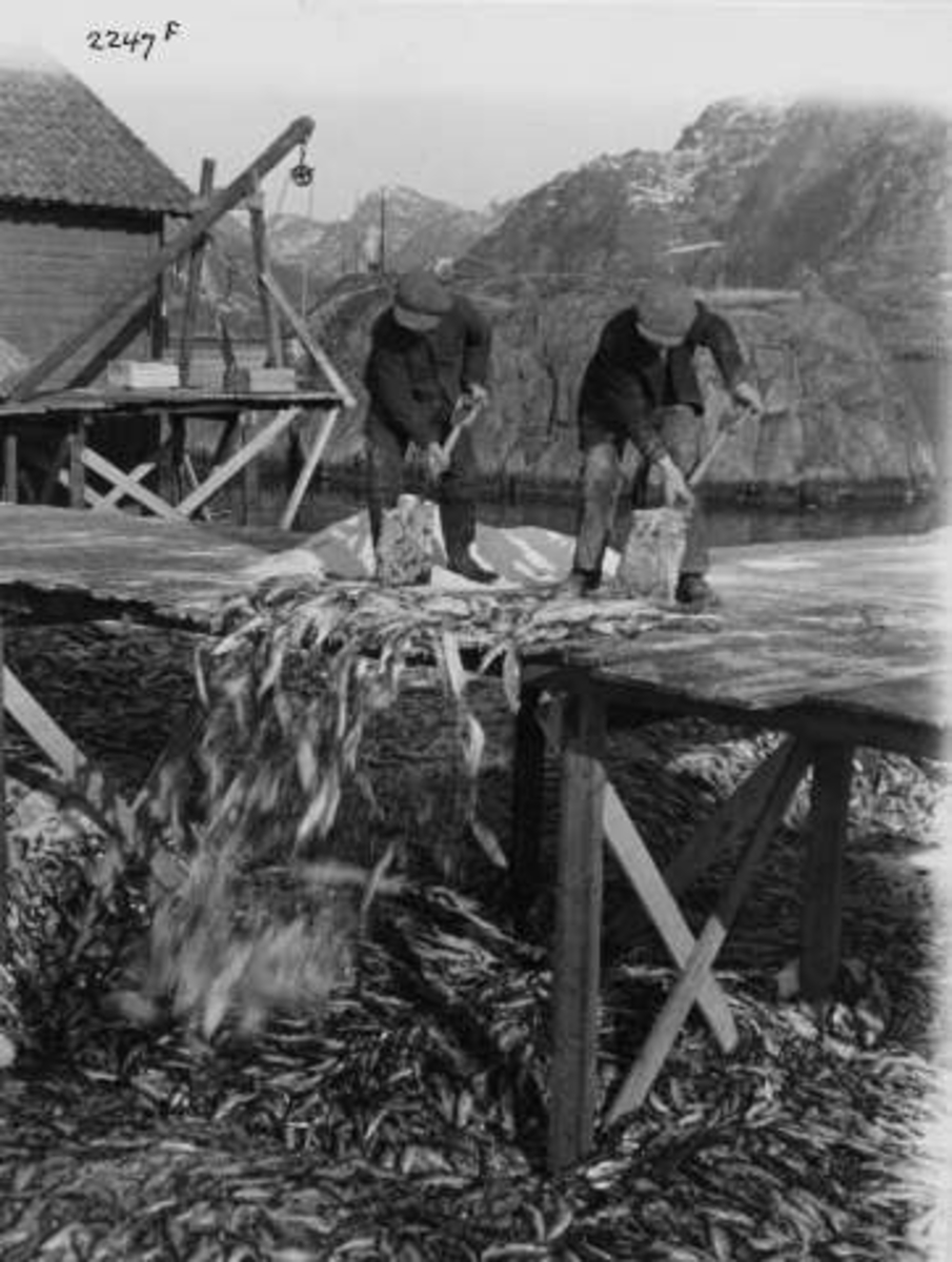 Anders Beer Wilse, -7365