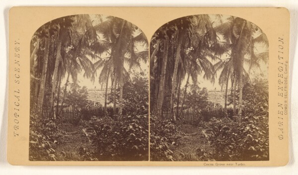 Timothy H. O'Sullivan, Cocoa Grove near Turbo.