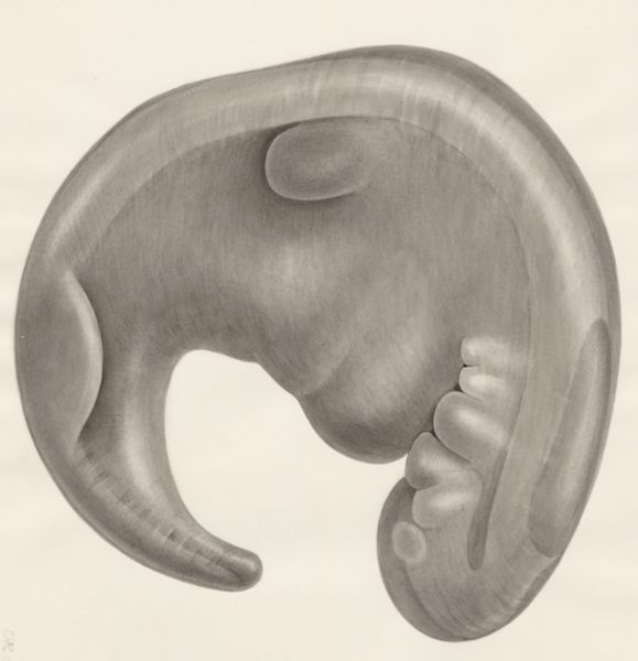 H.G Wetselaar, Embryo