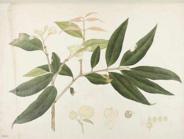 unknown, Flowers and Fruits