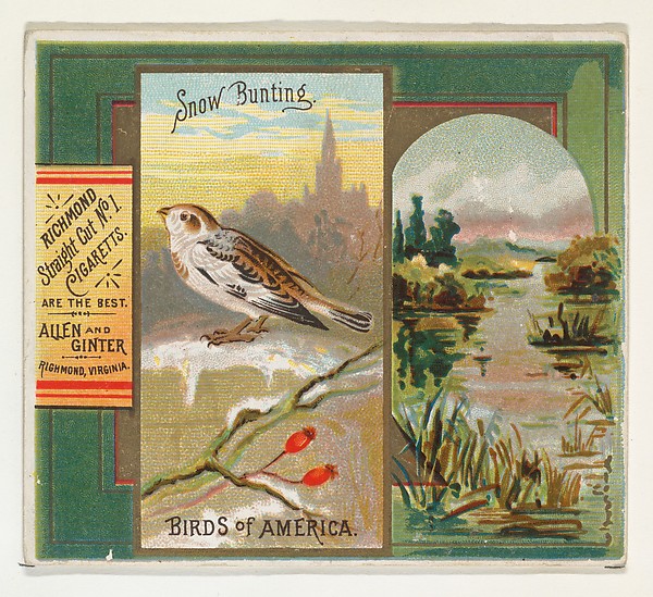 Allen & Ginter, Snow Bunting, from the Birds of America series (N37) for Allen & Ginter Cigarettes