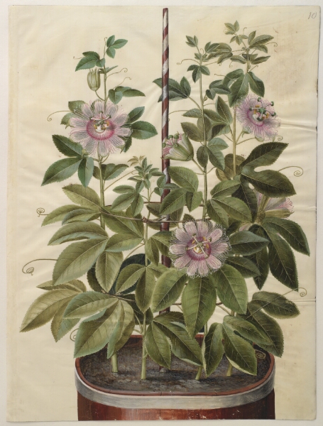 Hans Simon Holtzbecker, Passiflora incarnata (passionsblomst)