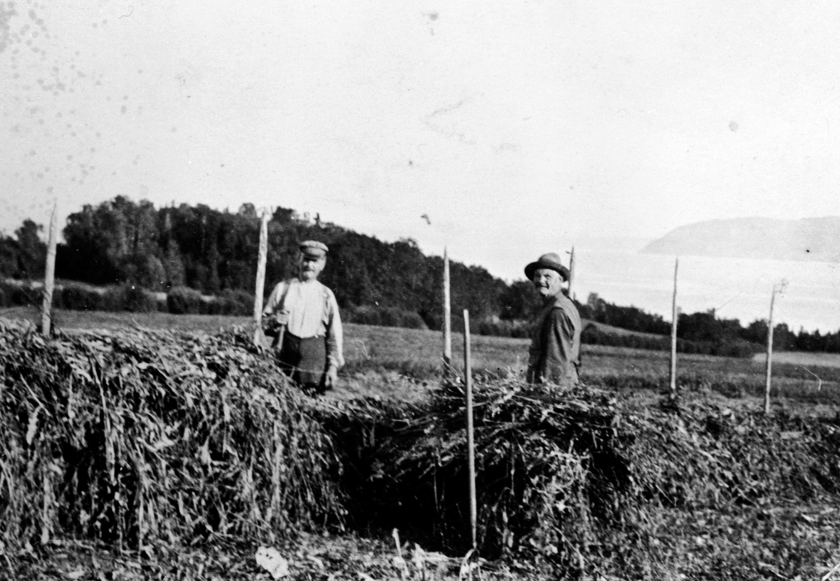 Anno Domkirkeodden, Hans Maurud og Olivius Maurud hesjer høy på Hovelsrud, Helgøya. Kvalshaugen i bakgrunn.