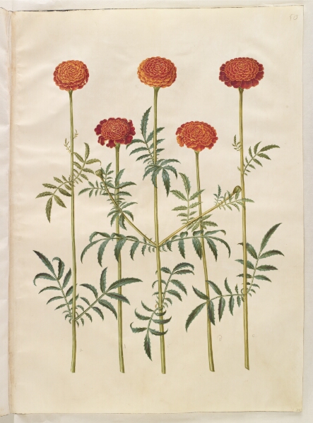 Hans Simon Holtzbecker, Tagetes patula (udspærret fløjlsblomst)