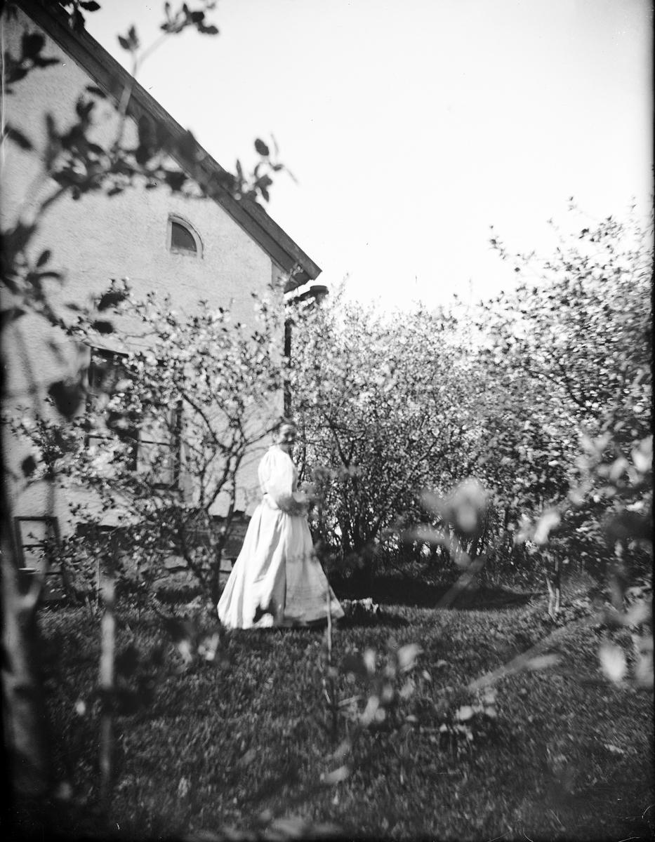 Carl Liljefors, The Cherry Dog, Berhåga, Uppsala 1900 -1901
