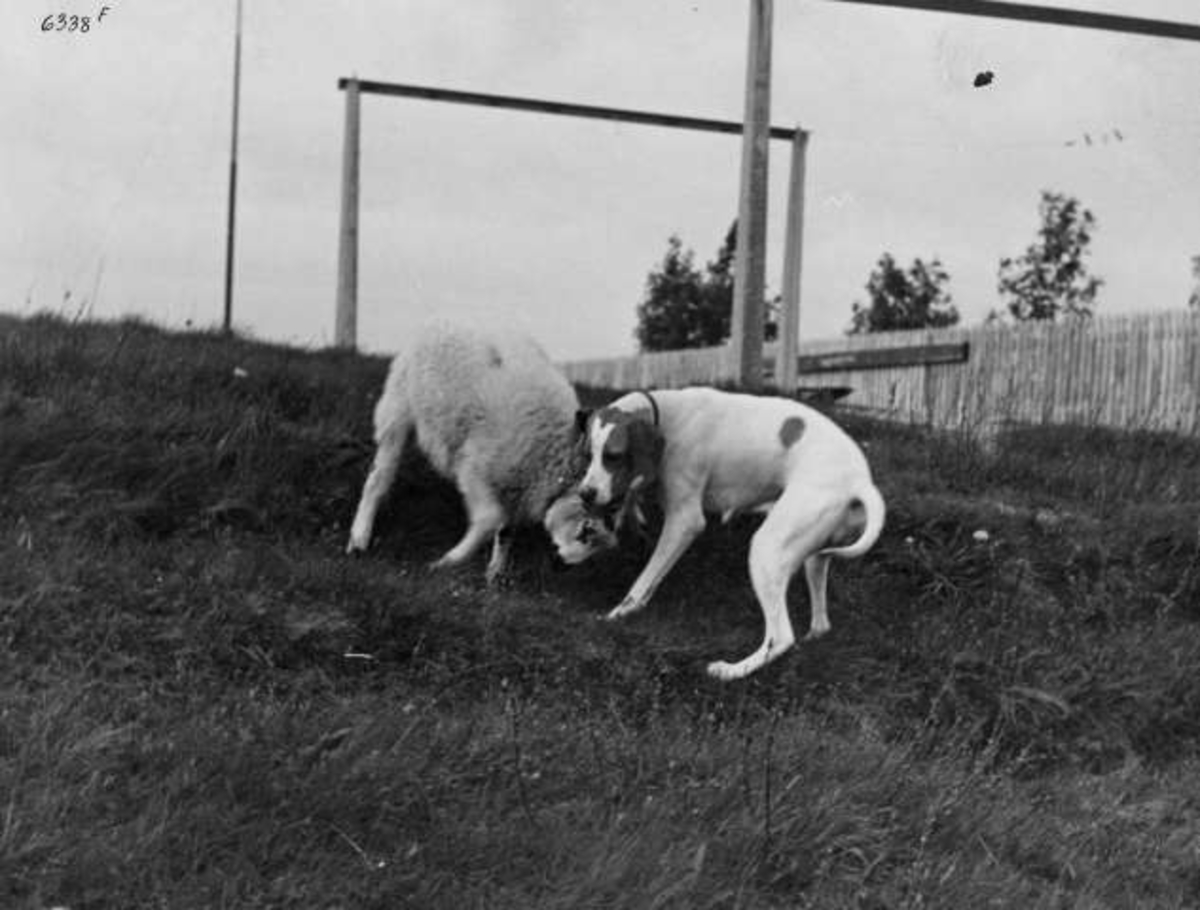 Anders Beer Wilse, -6912