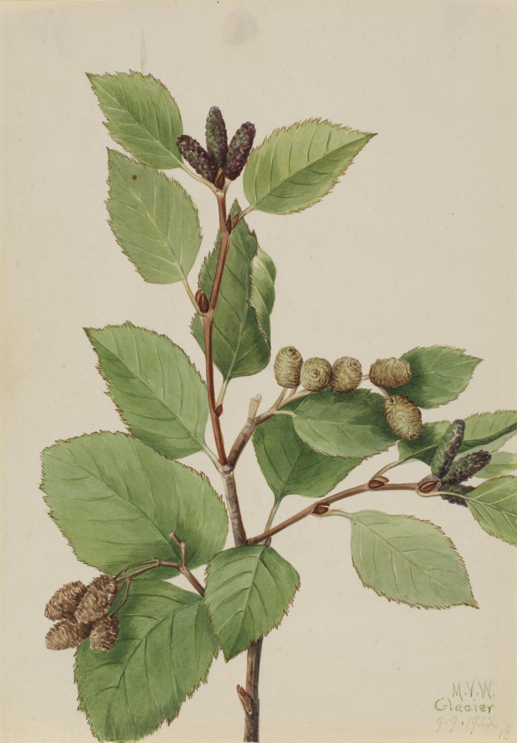Mary Vaux Walcott, Western Green Alder (Alnus sinuata)