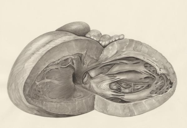 H.G Wetselaar, Heart
