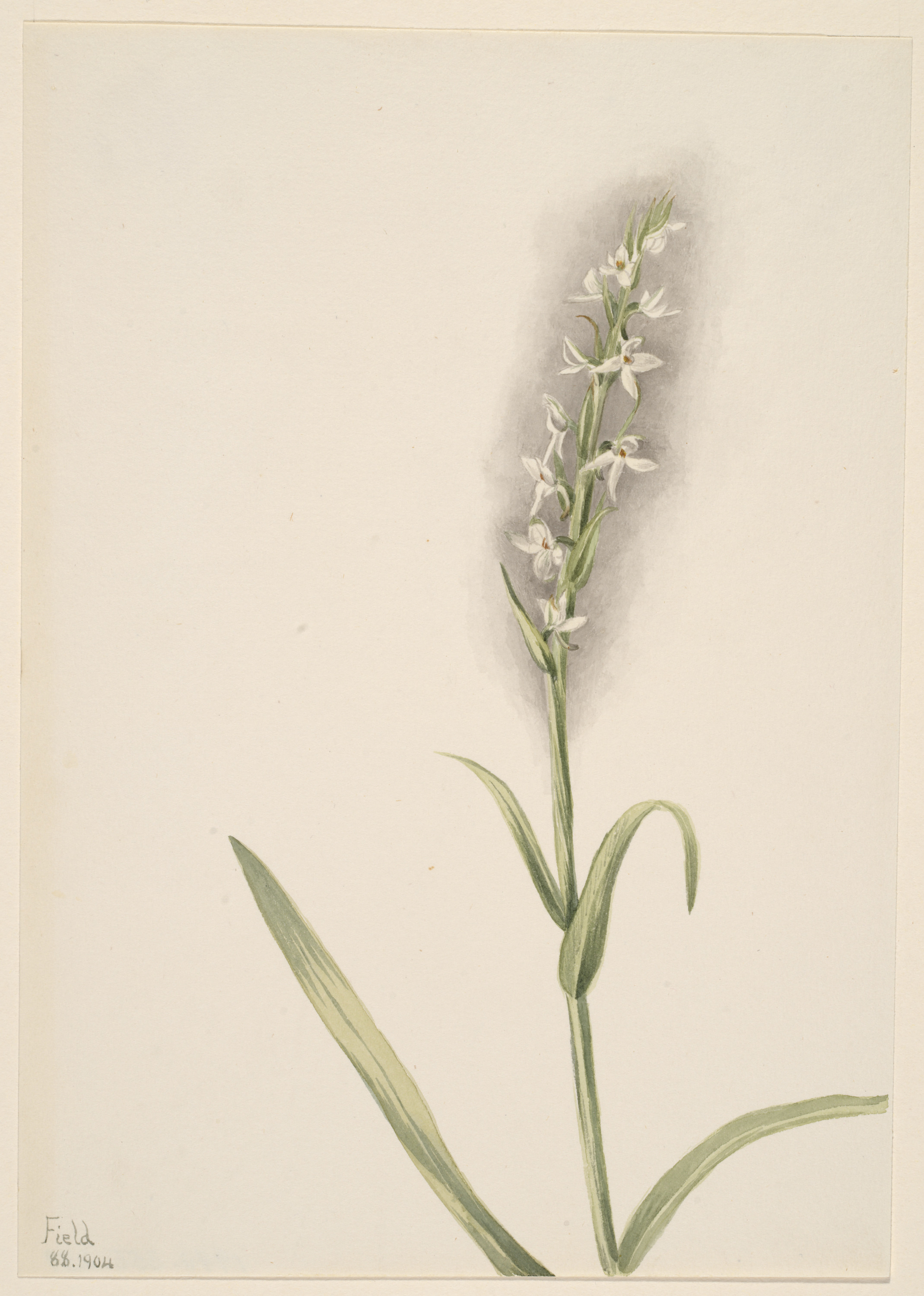 Mary Vaux Walcott, Untitled--Plant Study