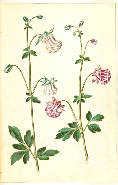 Hans Simon Holtzbecker, Aquilegia vulgaris (almindelig akeleje)