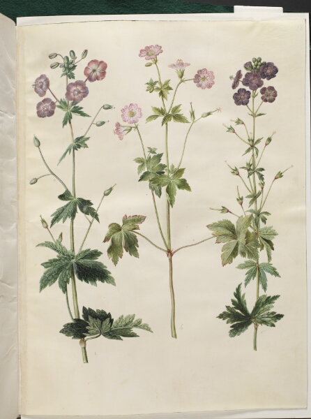 Hans Simon Holtzbecker, Geranium phaeum (bølgekronet storkenæb); Geranium versicolor (net-storkenæb)