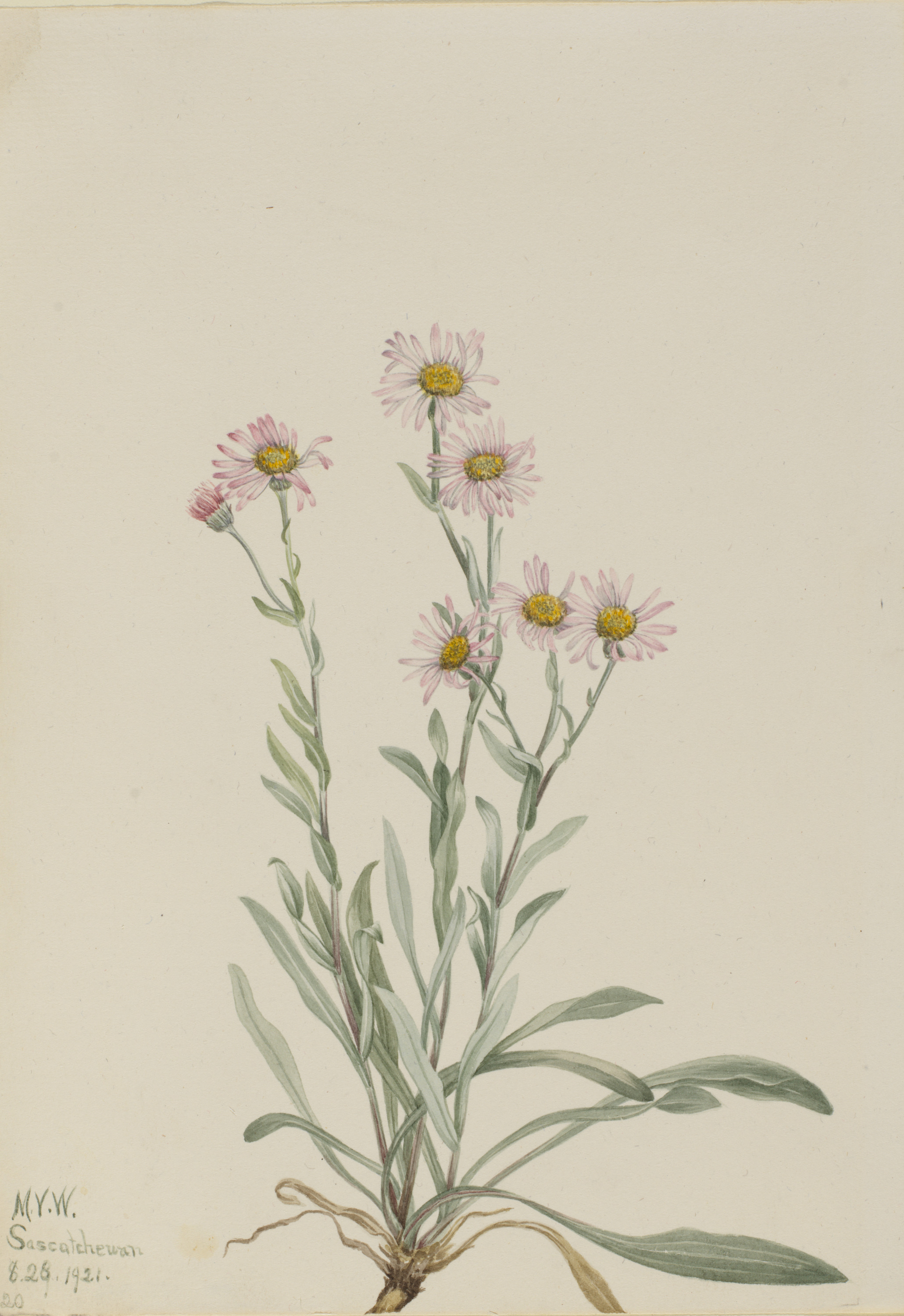 Mary Vaux Walcott, Pink Fleabane (Erigeron caespitosus)
