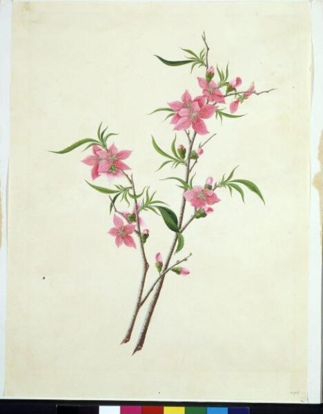 Unknown, Flowering Peach