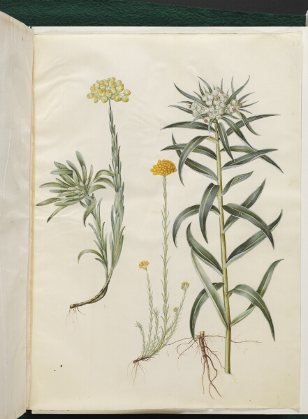 Hans Simon Holtzbecker, Helichrysum orientale (busk-evighedsblomst); Helichrysum Stoechas (stinkende evighedsblomst); Anaphalis margaritacea (almindelig perlekurv)