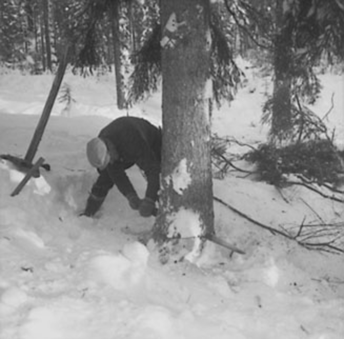Anno Domkirkeodden, TØMMERHUGGING, SKOGBRUK, TØMMERHUGGER MED HÅNDSAG, VINTER, STANGE