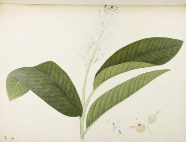 unknown, Flowers and Fruits