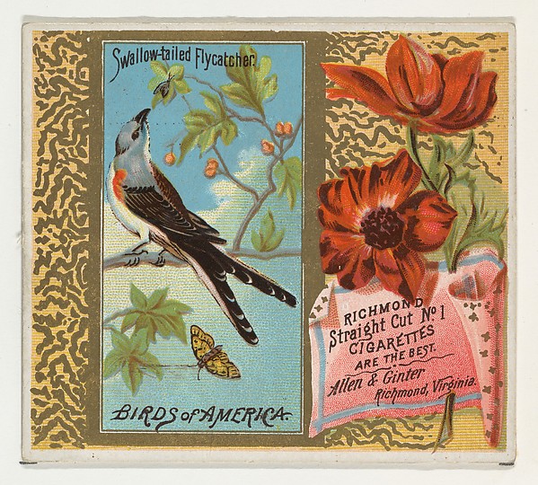 Allen & Ginter, Swallow-tailed Flycatcher, from the Birds of America series (N37) for Allen & Ginter Cigarettes