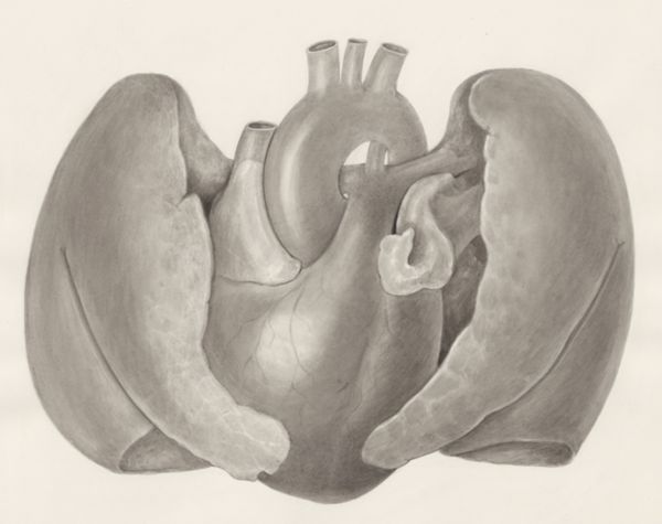 H.G Wetselaar, Heart and adjacent organs