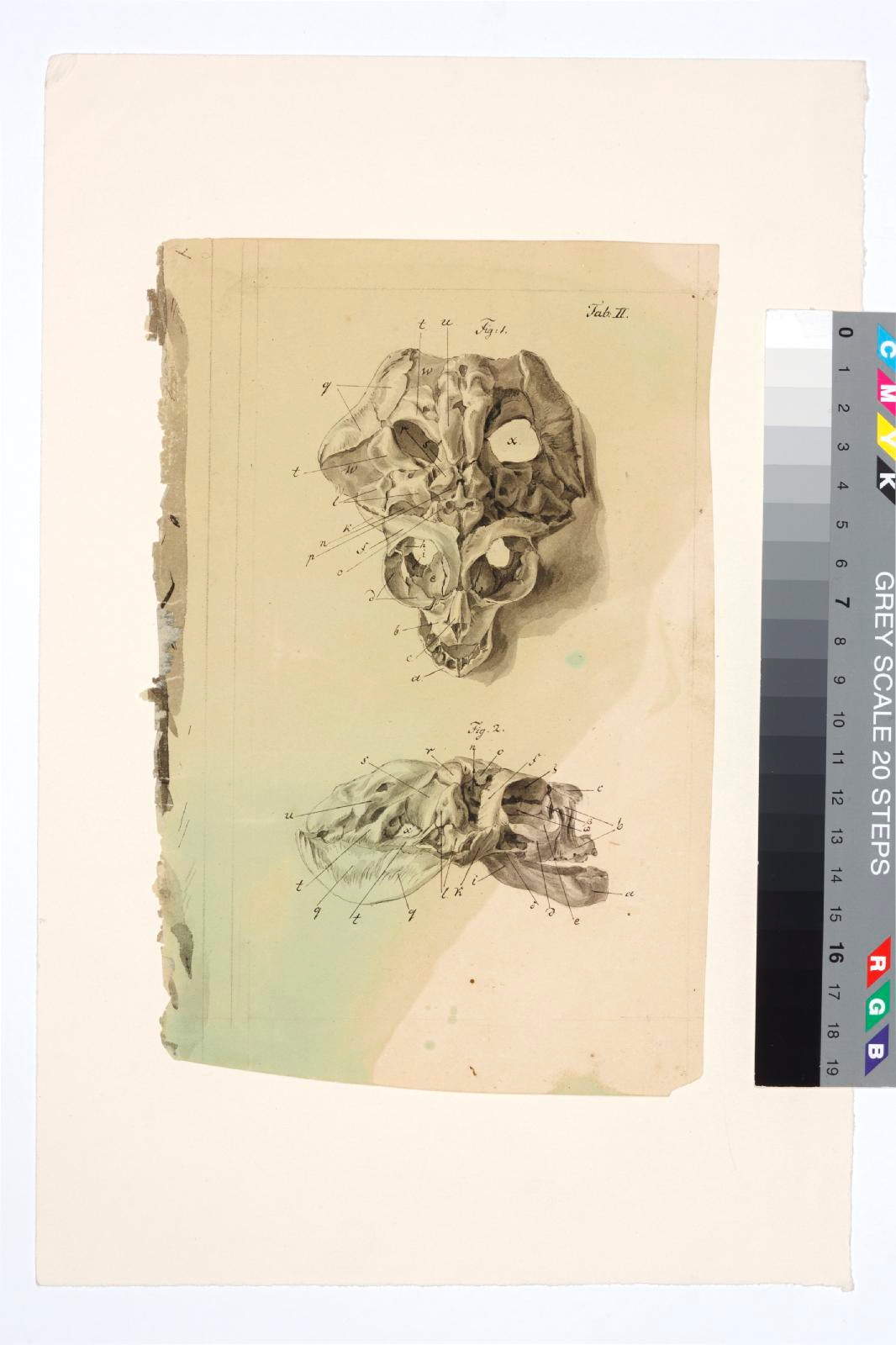 August Matthias (author) Hagen, Anatomical drawing. Animal skull
