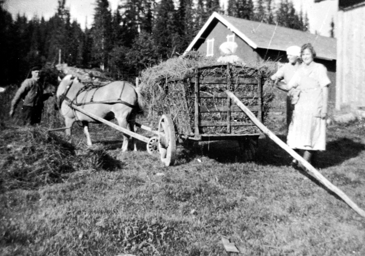 Anno Domkirkeodden, Slåttonn på Harkerud, Mesnalia, Ringsaker. Ole Harkerud med hest og høyvogn.