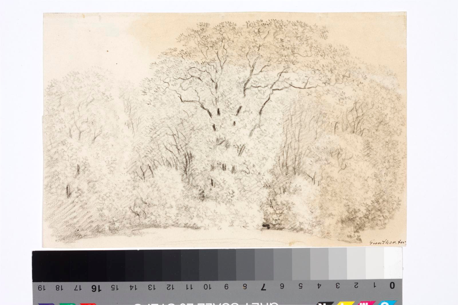 tundmatu kunstnik (autor), Leaf tree salad
