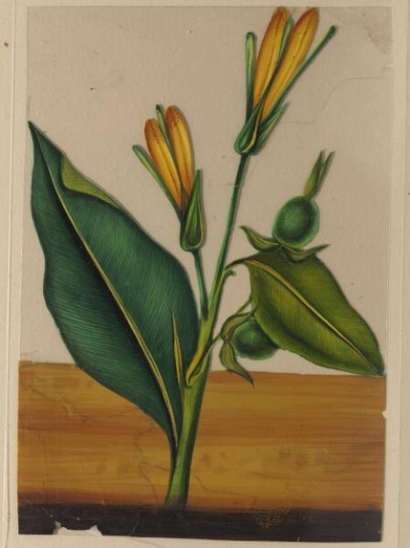 Unknown, One of twelve drawings of fruits and vegetables.