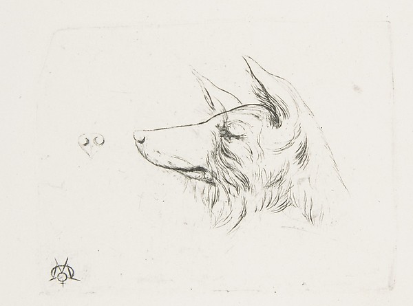 Charles Meryon, Head of a Dog from New Holland