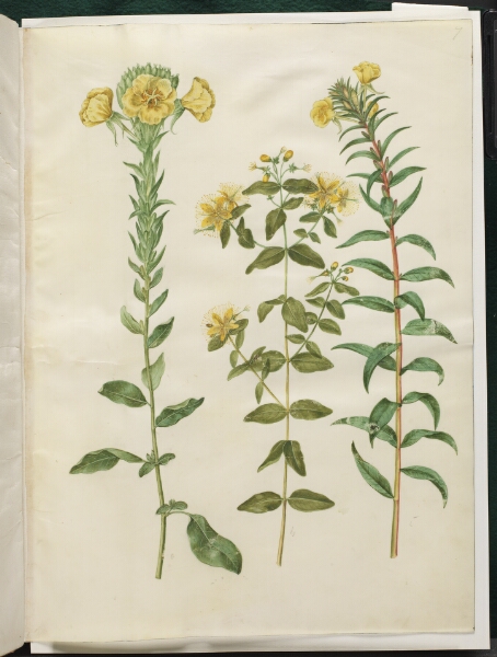 Hans Simon Holtzbecker, Oenothera biennis (toårig natlys); Hypericum hircinum (stinkende perikon); Oenothera rubricaulis (rødfrugtet natlys)