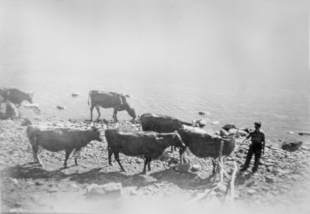 Anno Domkirkeodden, Kuflokk i strandkanten på Hovelsrud, Helgøya med sveiser Severin Sveen.